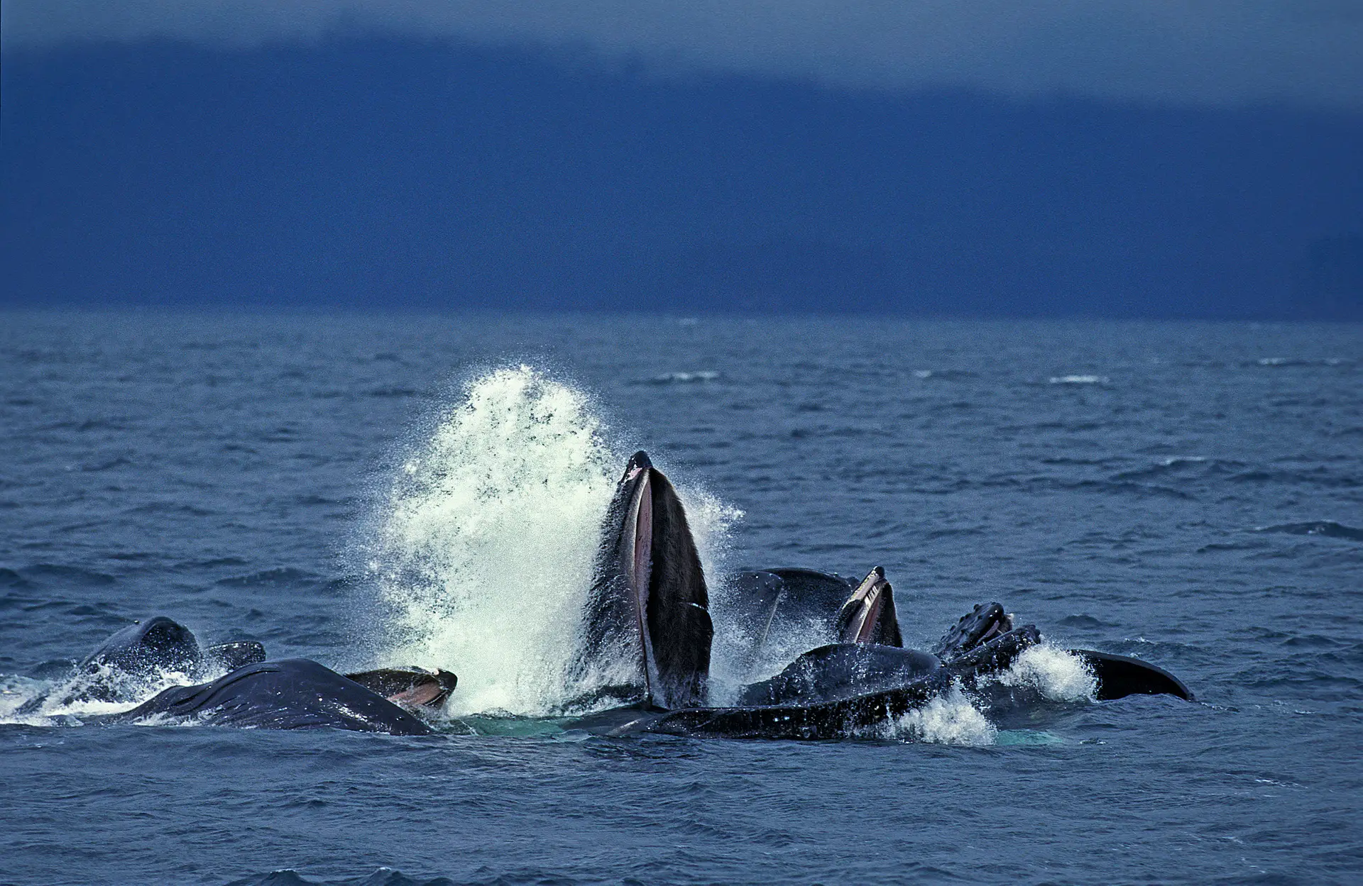 Sortie baleine à Tahiti : baleines à bosse observées en surface en Polynésie française