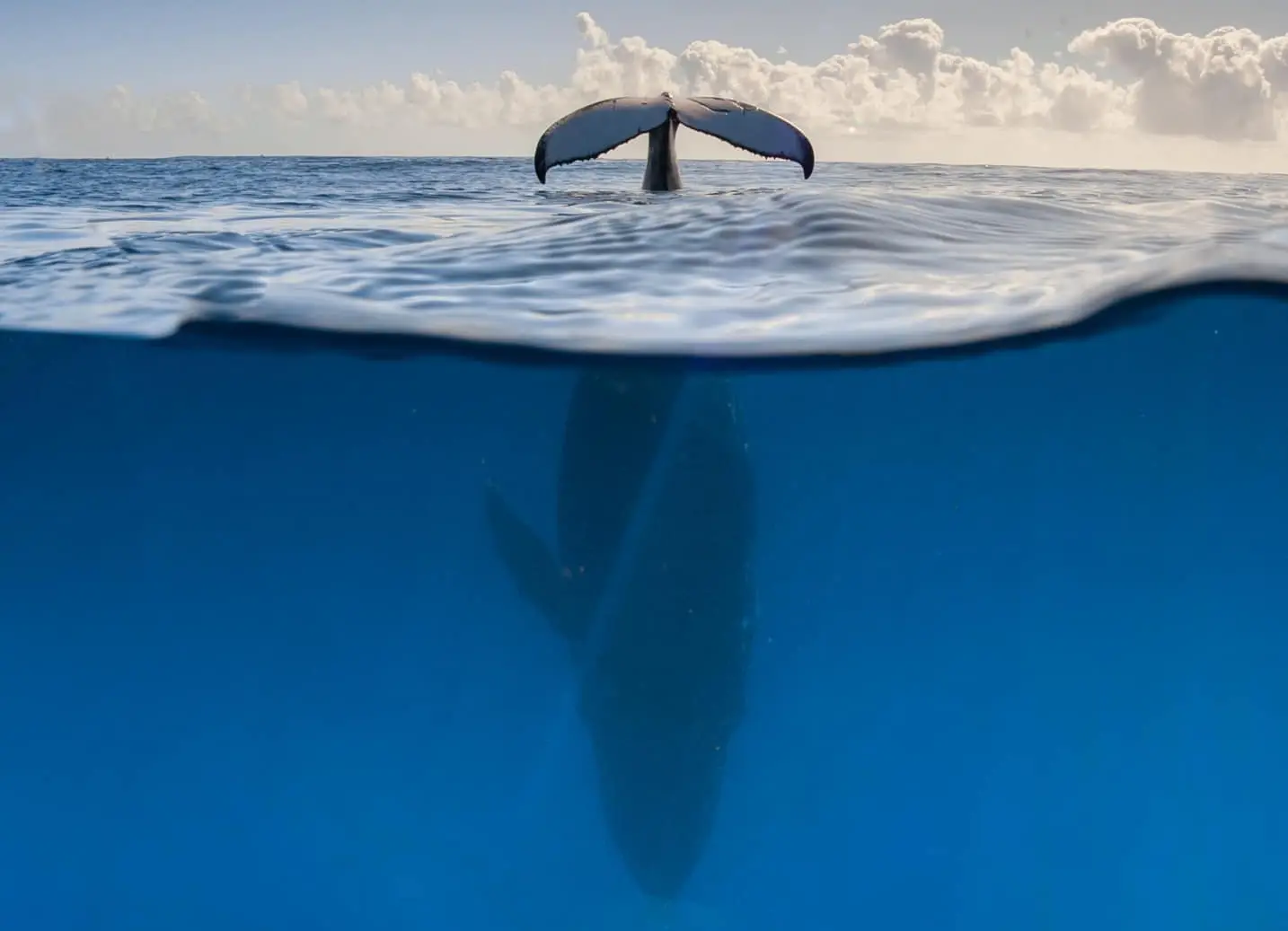 Queue de baleine à bosse hors de l’eau lors d’une sortie baleine à Tahiti