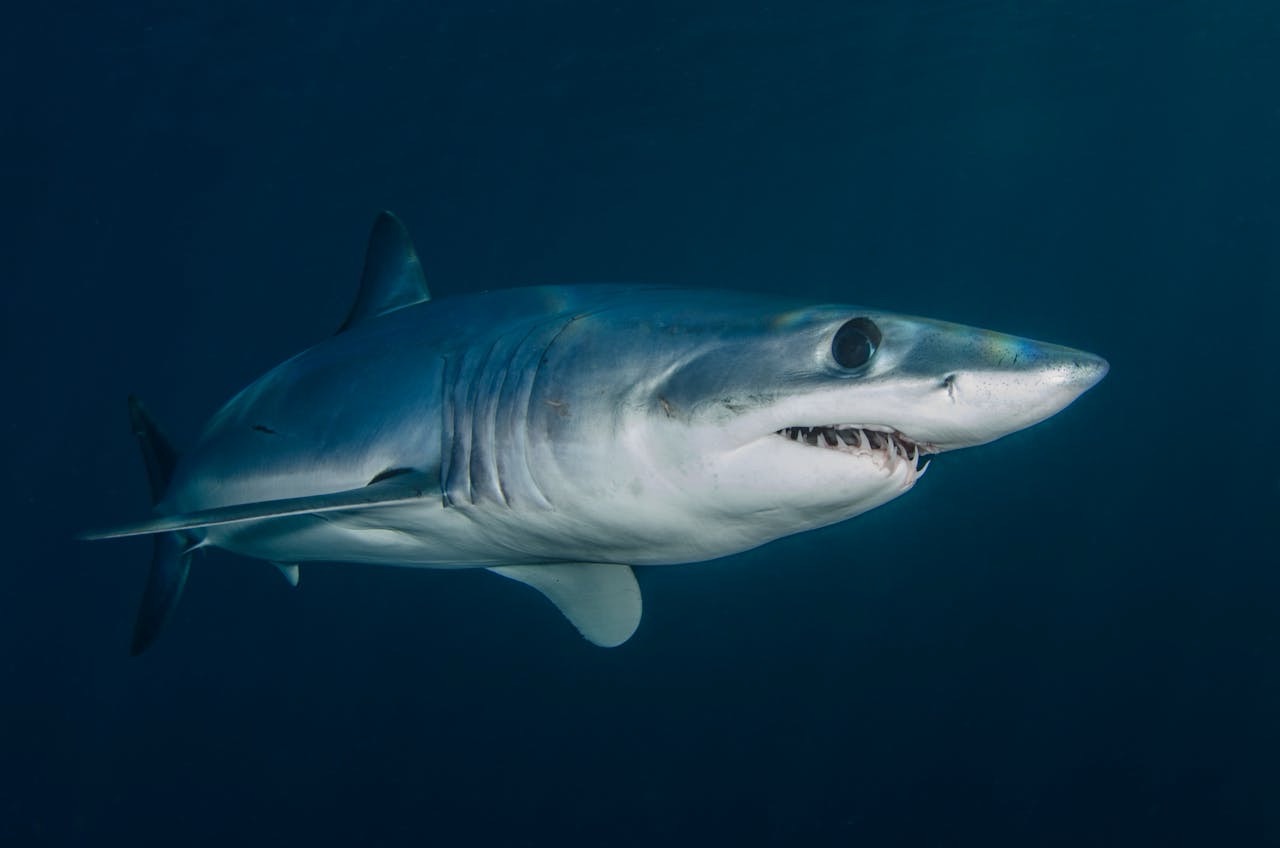 Quel est vraiment le requin le plus dangereux ? Mythes et réalités sur ces prédateurs marins